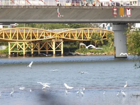 Hình ảnh đàn cò về kiếm ăn bên sông Hàn, giữa trung tâm Đà Nẵng