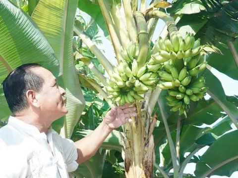 Chuyện lạ ở Cà Mau: Chuối một thân trổ 2 buồng, lão nông nói “chưa từng thấy”