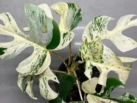 Chiếc lá cây cảnh "độc lạ" có giá nửa tỷ đồng, đại gia bí ẩn chốt ngay