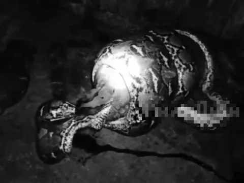 Nhìn ra ngoài vườn, người dân phát hiện cảnh tượng "nổi da gà" giữa đêm