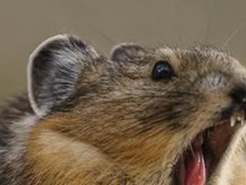 Loài vật quý hiếm bậc nhất thế giới, tuyệt tích 20 năm bất ngờ "tái xuất"