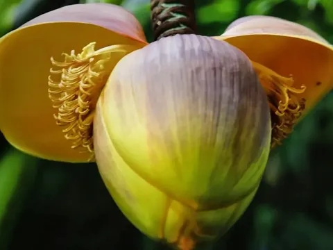 Loại rau xưa “cứu đói”, nay được ví như “nhân sâm của người nghèo” chợ Việt bán nhiều