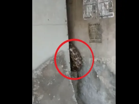 Nhìn vào khe tường, người dân phát hiện cảnh tượng "đáng sợ"