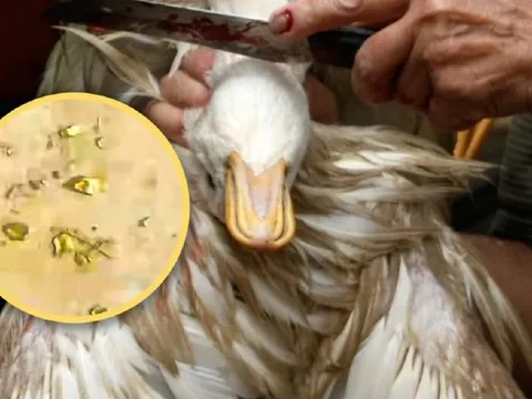 Mổ vịt, người đàn ông sốc nặng khi phát hiện 10g vàng thật trong bụng