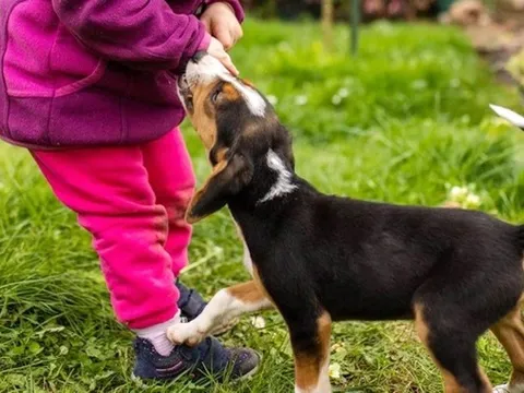 Bé gái 6 tuổi tử vong nghi do chó dại cắn