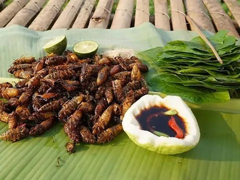 Con “re re” xưa không ai ngó, nay thành đặc sản Tây Bắc đắt đỏ, dân nhậu mê tít săn lùng