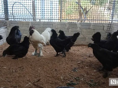 Nuôi loài gà có cái tên “đáng sợ”, anh nông dân thu hàng trăm triệu mỗi năm