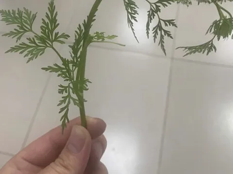 Hái rau cần dại về ăn, 3 người bỗng buồn nôn, khó thở nguy kịch