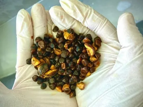 Thứ trên con bò ai cũng tưởng bỏ đi, ai ngờ lại được ví như “thần dược quý hơn vàng”