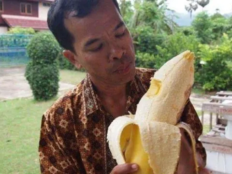 Giống chuối "khổng lồ" kỳ lạ nhất thế giới, cây cao gần bằng tòa nhà 8 tầng, ăn một quả no cả ngày