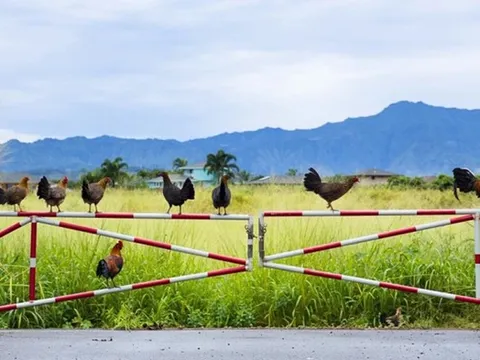 Vùng đất kỳ lạ nơi gà chạy đầy đường nhưng người dân nhất quyết không ăn