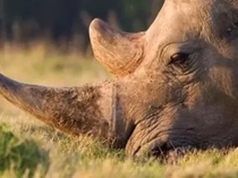 Nam Phi bắt ông Chu Đăng Khoa trong vụ án sừng tê giác