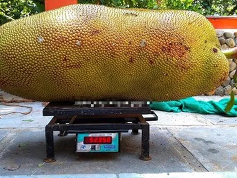 Kỳ lạ quả mít "lớn nhất thế giới", dân làng nườm nượp kéo đến chiêm ngưỡng