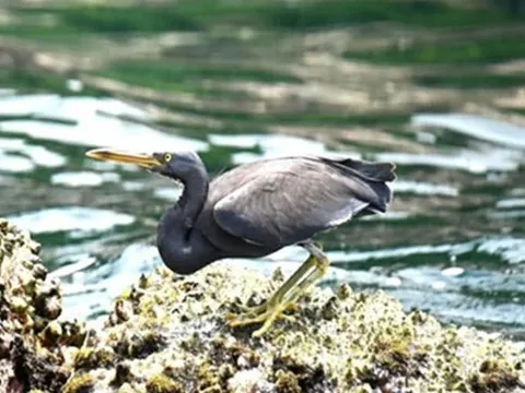 Lộ diện 4 loài chim lạ chưa từng được ghi nhận tại Phong Nha- Kẻ Bàng