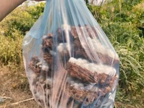 Con đặc sản “nhìn đã thấy sợ” ở Tây Bắc xưa không ai ngó, nay thành món ăn được dân nhậu mê tít săn lùng