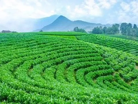 Những mùa hương trên vai núi