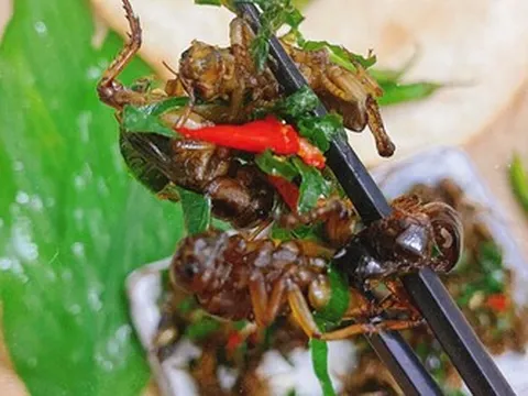 Con đặc sản “xấu xí” xưa không ai ngó, nay thành món lạ Tây Bắc, được dân nhậu mê tít săn lùng