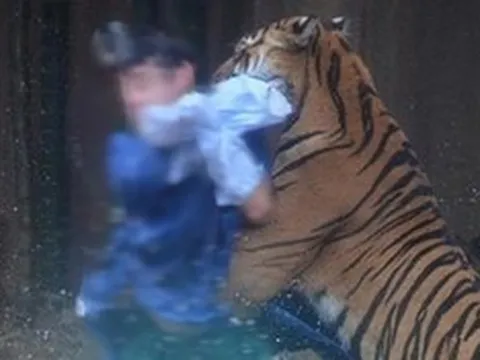 Đi làm về muộn, người đàn ông bị hổ dữ vồ tử vong