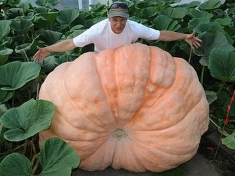 Vùng đất “không có đêm” trồng ra rau củ khổng lồ: Bắp cải nặng 63kg, bí ngô 800kg