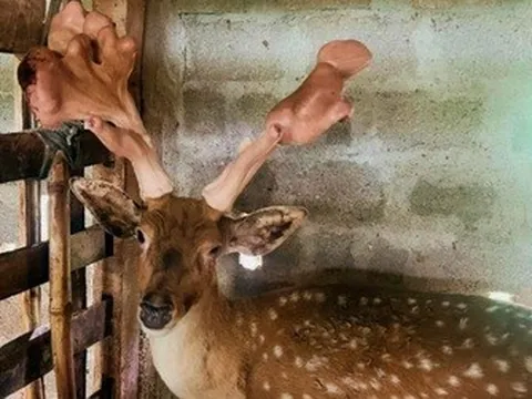 Nhờ nuôi hươu sao nhiều hộ dân Hà Tĩnh đổi đời, thu nhập tiền tỷ mỗi năm