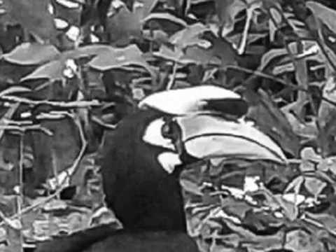 Loài vật quý hiếm bậc nhất bất ngờ "tái xuất" ở nơi đặc biệt