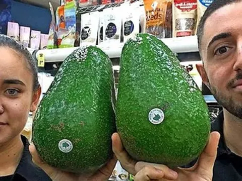 Giống bơ "khổng lồ" nhất thế giới, to bằng cái đầu, cả nhà ăn 1 quả còn không hết