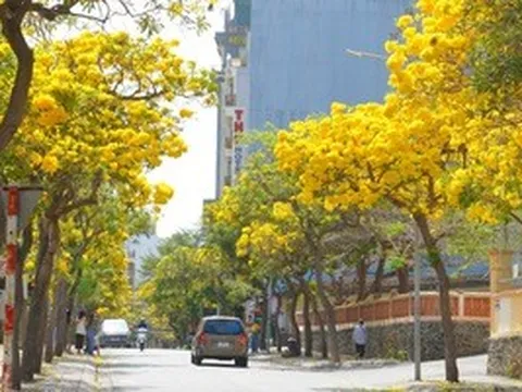 Hoa phong linh "nhuộm vàng" Vũng Tàu, du khách rộn ràng check-in