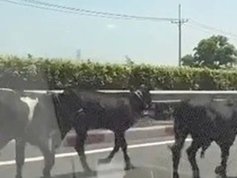 Đã rõ lý do vì sao 4 con bò đi vào được cao tốc TPHCM - Long Thành