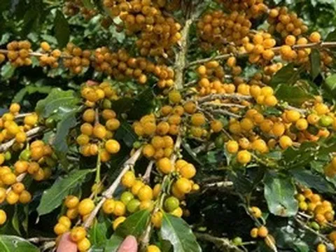 Cà phê Cầu Đất: Sự kết tinh từ đất lành