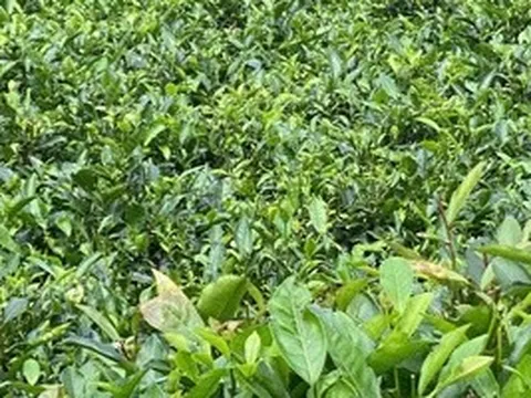 Lan man… trà Việt