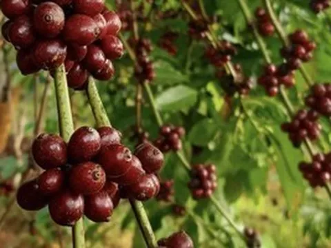 Vàng đen nơi quê ngoại