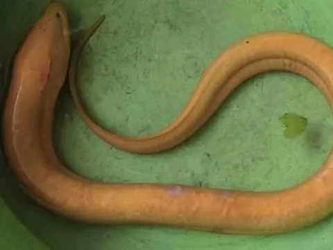 Người phụ nữ bắt được con lươn vàng nặng 800g trên cánh đồng