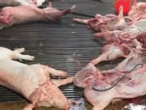 Vụ heo bệnh vào trường học: Công ty CP Dịch vụ suất ăn Công nghiệp Hà Nội nói mình là "nạn nhân"