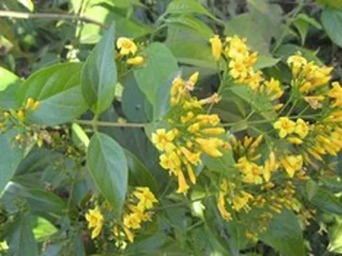 Người phụ nữ 27 tuổi suýt mất mạng vì ăn nhầm lá ngón