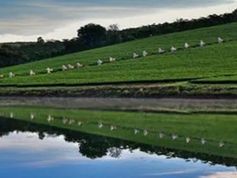 Việt hóa trà Ô long và nâng tầm ra thế giới