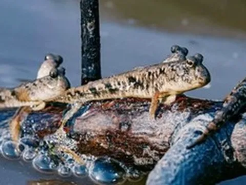 Loài cá biết leo cây, biết chạy nhảy trên cạn, là đặc sản trứ danh miền Tây