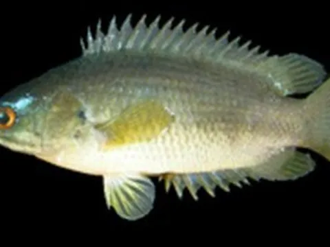 Bắt được con cá rồi ngậm trong miệng, người đàn ông tử vong thương tâm