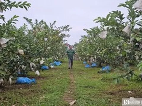 Kỹ sư rời ghế giám đốc ở nước ngoài, về quê trồng cây giàu “vitamin C”, thu nhập tiền tỷ