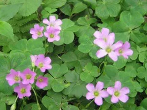 Loại rau dại quen mặt trong vườn, nấu canh chua cực ngon, hóa ra lại “giàu giá trị” cho sức khỏe