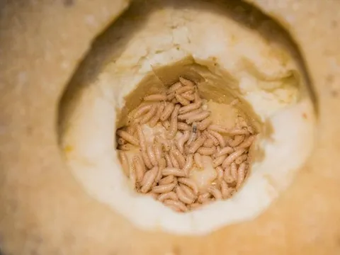 Món ăn "kinh dị nhất thế giới" khiến du khách phải khóc thét khi thấy giòi bật nhảy cao tới 15cm