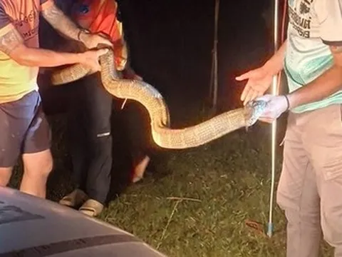 Cả gia đình bỏ chạy khi thấy rắn hổ mang chúa dài 4 mét bò vào nhà