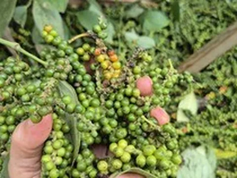 Một doanh nghiệp xuất khẩu hồ tiêu bị lừa đảo mất gần 16 tỉ đồng tại Pakistan