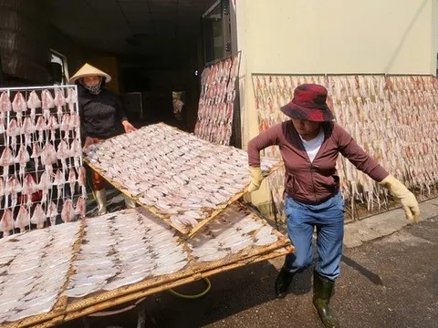 Từ mẻ cá quê đến thương hiệu OCOP: Hành trình “đánh thức” hải sản biển