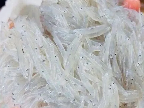 Đặc sản quý mỗi năm chỉ có một mùa, rất giàu canxi, từ già tới trẻ ai cũng mê