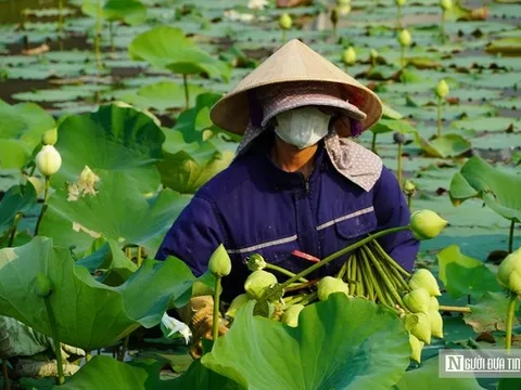 Trồng cây “nở là hái ra tiền”, cặp vợ chồng ở Nghệ An thu tiền triệu mỗi ngày
