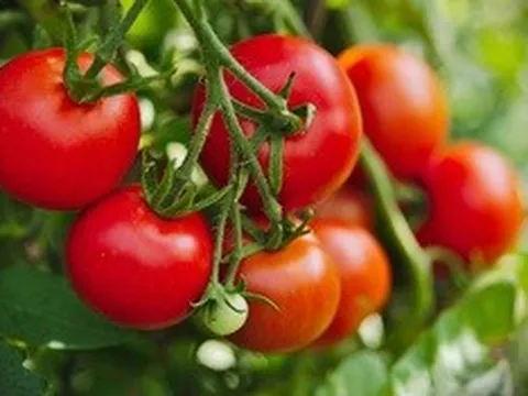 Loại quả giá rẻ ở Việt Nam nhưng xếp số 1 về dinh dưỡng theo CDC Hoa Kỳ