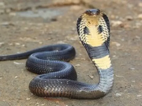 Người đàn ông tử vong sau khi bị rắn hổ mang chui vào quần