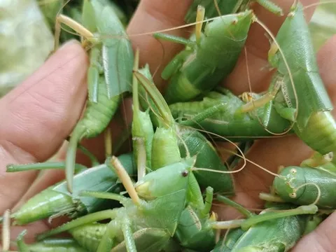 "Côn trùng bay" giá cả triệu đồng/kg: Ngon, bổ nhưng khi ăn cần lưu ý