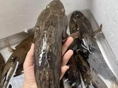 Loài cá có màu tối thui là "vua cá nước ngọt", có giá nửa triệu/kg vẫn đắt hàng