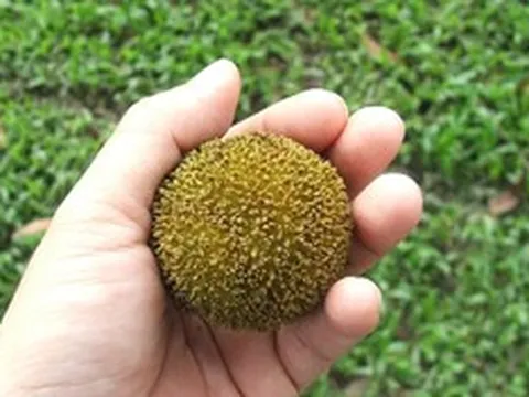Loại quả quê nhìn lạ mắt mọc bờ rào nay "lên đời" đặc sản, giá 120.000đ/kg